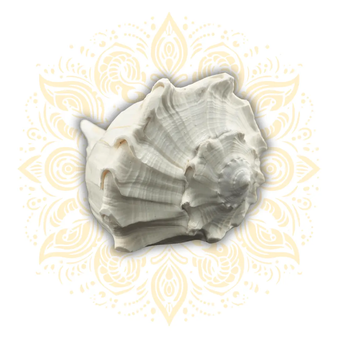 Natural Pouring Whelk Conch Shell up to 7" x 5"