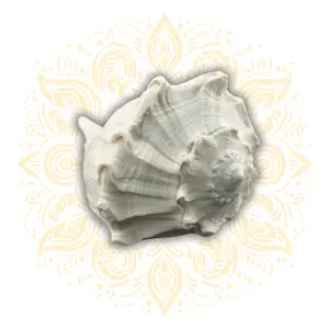 Natural Pouring Whelk Conch Shell up to 7" x 5"