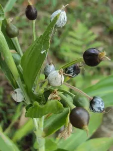 Coix lacryma-jobi | Adlay | Millet | Jobs Tears | 10_Seeds