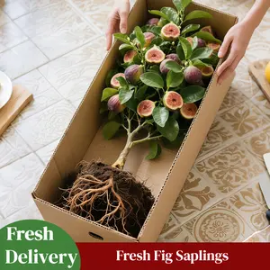 Live Fig Tree Seedling– Sweet Fig Fruit Plant for Outdoor Garden Patio Container Easy Care Fruit Tree