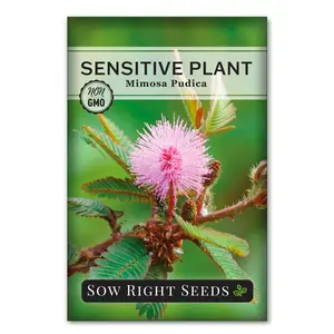Sensitive Plant Seeds