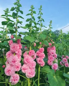 200pcs Double Hollyhock Seeds - Mixed Colors, Non-GMO Heirloom, Hardy Biennial for Vibrant &Tall Blooms