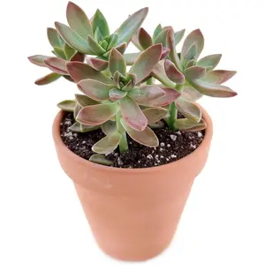 California Sunset Succulent - Live Starter Plants in 2 Inch Pots - Graptosedum Purple - Beautiful Indoor Outdoor Succulent Houseplant (3 Plants)