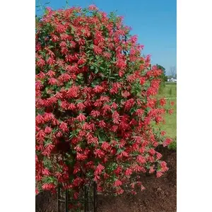 Major Wheeler Honeysuckle - Natural Flowering Plant in Elegant Pot
