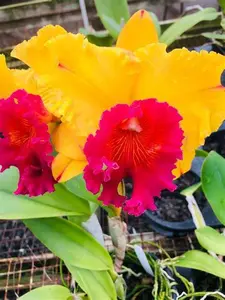 Ying Luck Smile 'New Day' Whole Plant in Yellow and Pink Flowers with Healthy Leaves