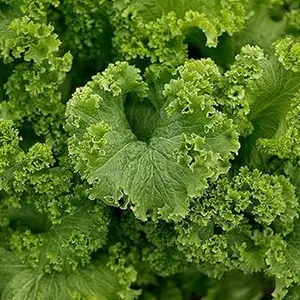 1000 Southern Giant Curled Mustard Seeds 2.5 Grams of Seeds