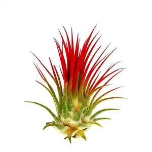 Tillandsia ionantha Red Tillandsia ionantha Red