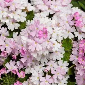 Superbena® Pink Cashmere™ Verbena