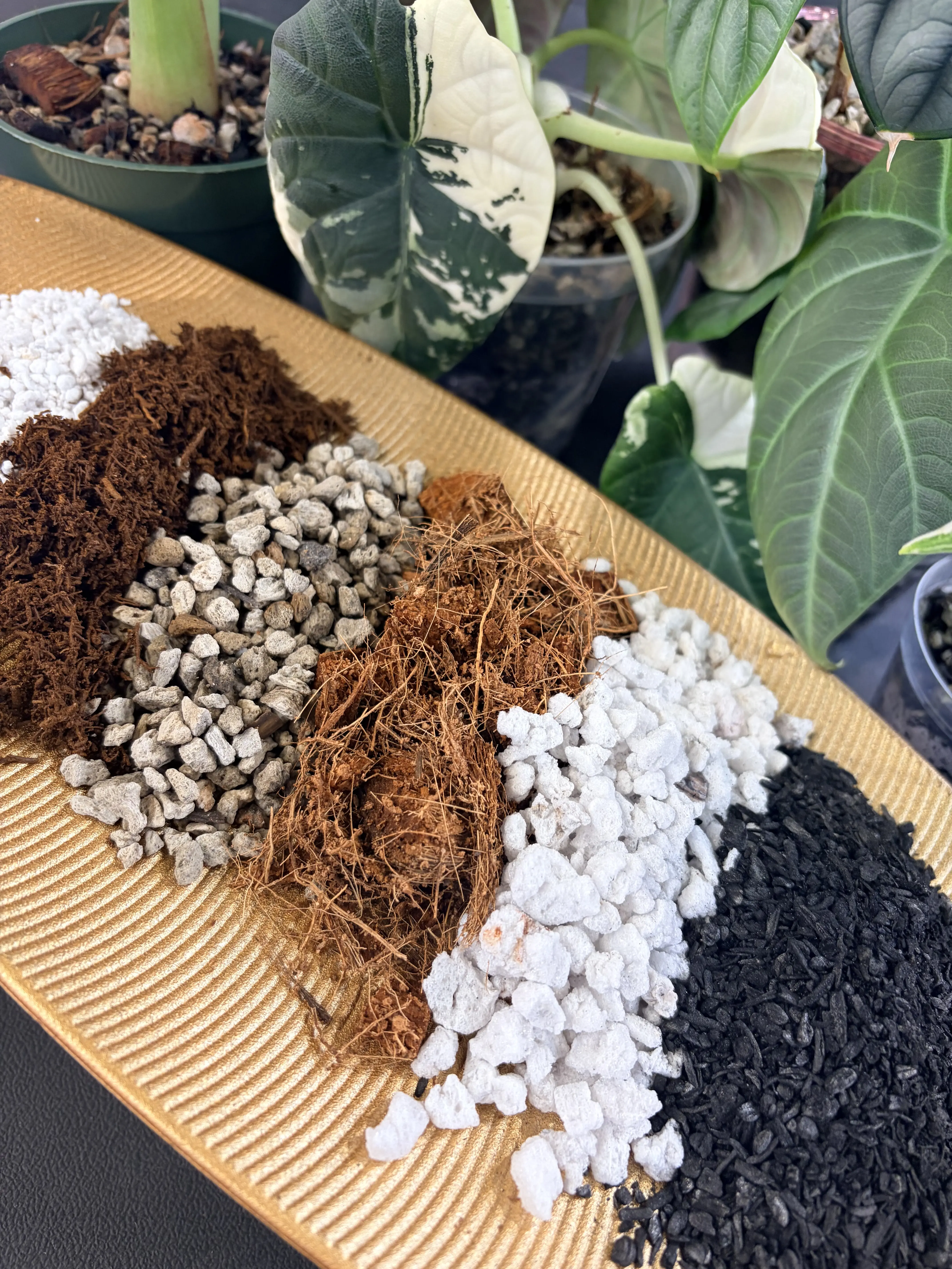 Alocasia Soilless Mix – Chunky Aroid Potting Soil with Biochar, Perlite, Pumice Planting Mix Planting Soil Additive