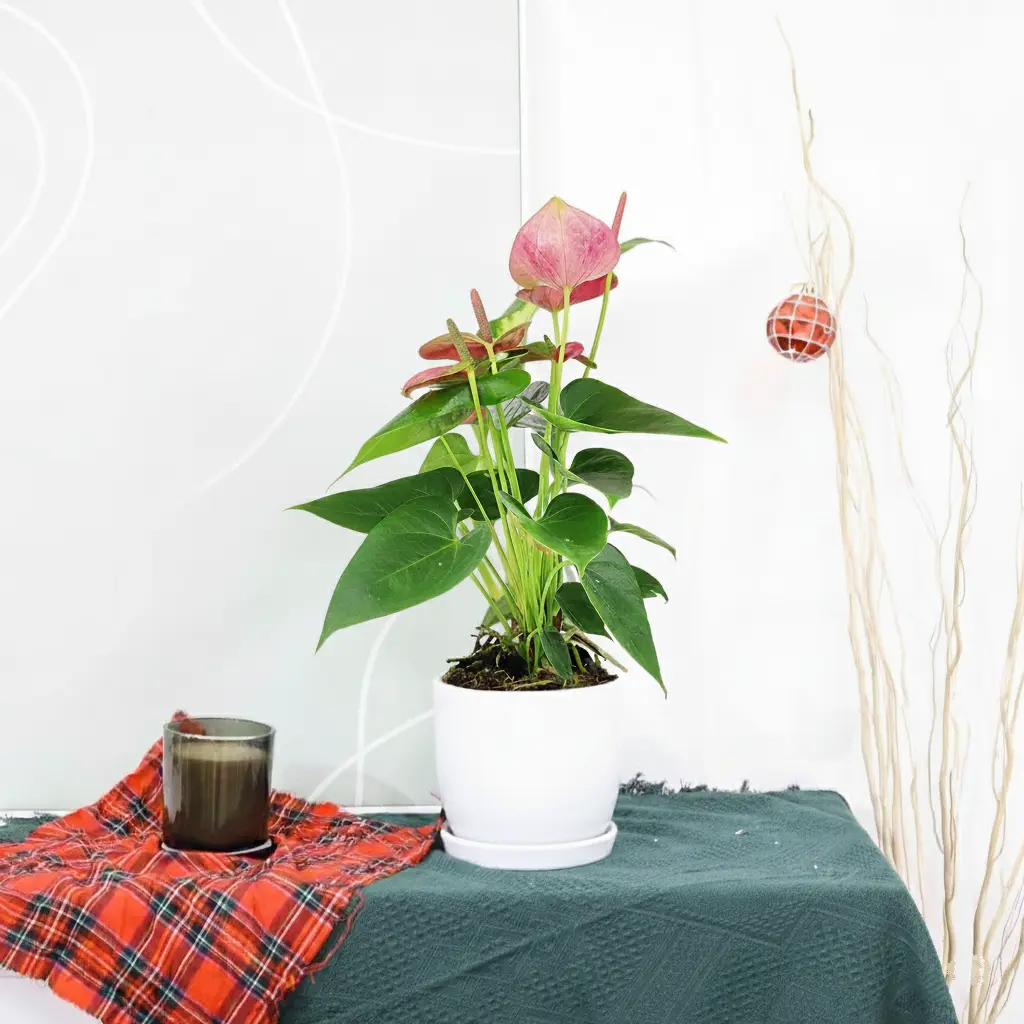 Anthurium 'Pink'