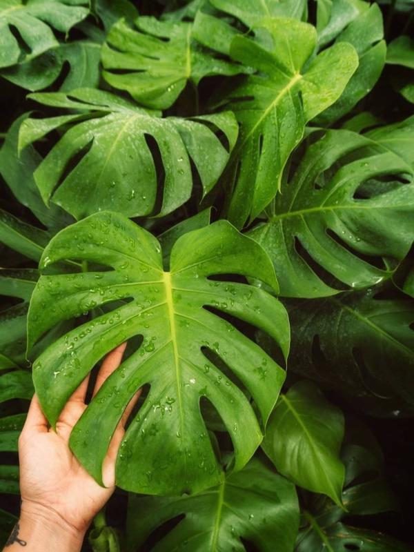 Monstera Deliciosa Cutting Tropical Split Leaf Plant | Indoor & Outdoor Live Houseplant | Rooted Easy Care Starter Plant