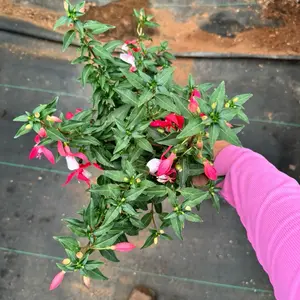 Fuschia 6 inch pot