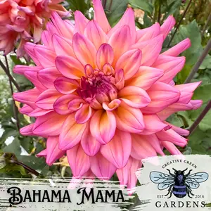 Bahama Mama Dahlia Tuber
