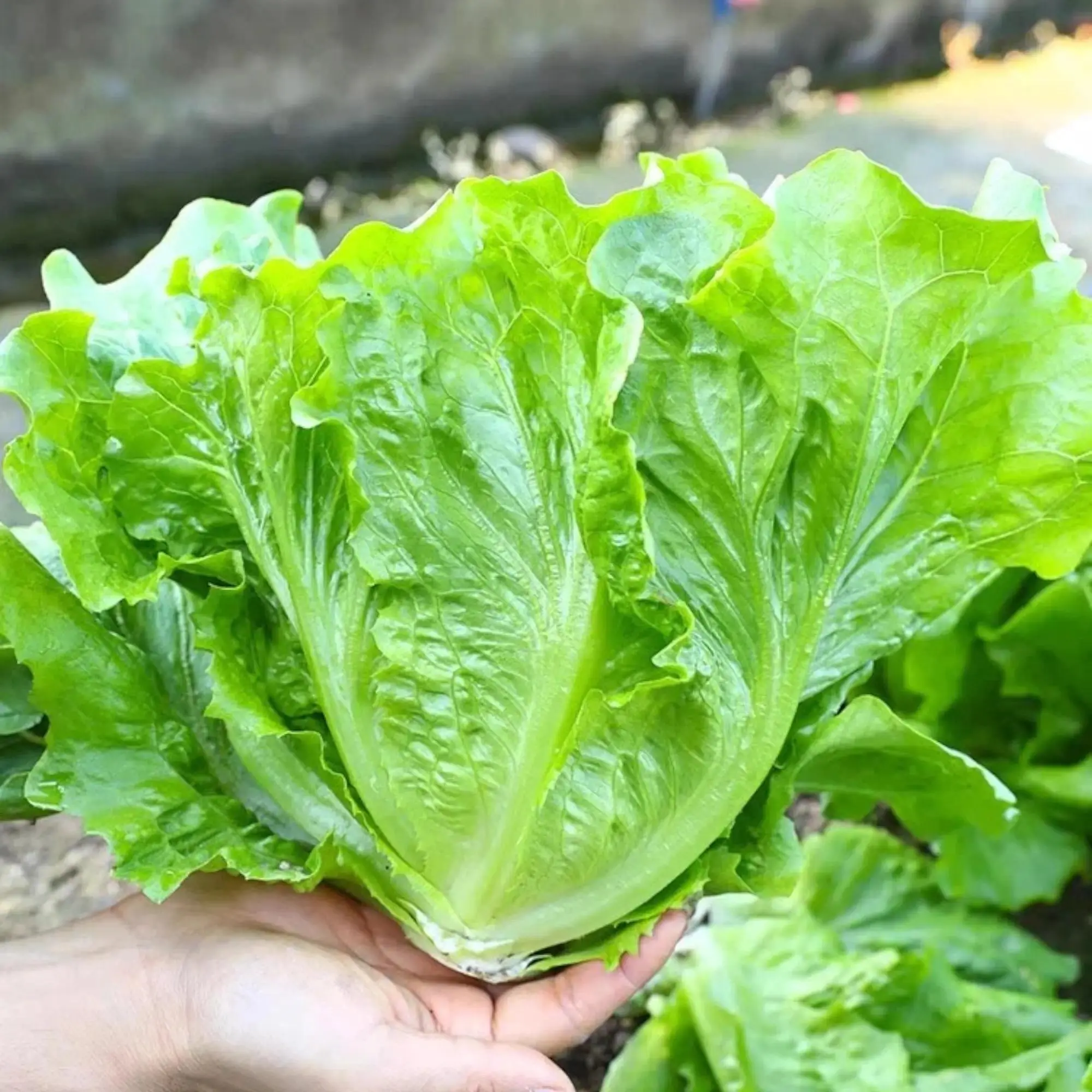 2000 Iceberg Crisphead Lettuce Seeds for Home Gardeners, Compact Round Heads, Mild Flavor, Refreshing Texture, Suitable for Outdoor Beds, Raised Beds Growing