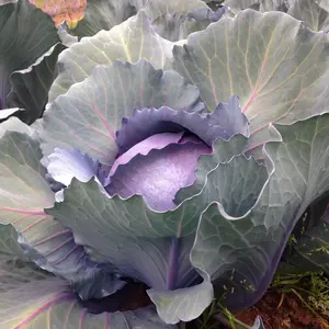 TomorrowSeeds - Red Acre Cabbage Seeds -  Non GMO Coldy Hardy Classic Canonball Vegetable Fall Garden Lettuce Kale Seed 2024 Season
