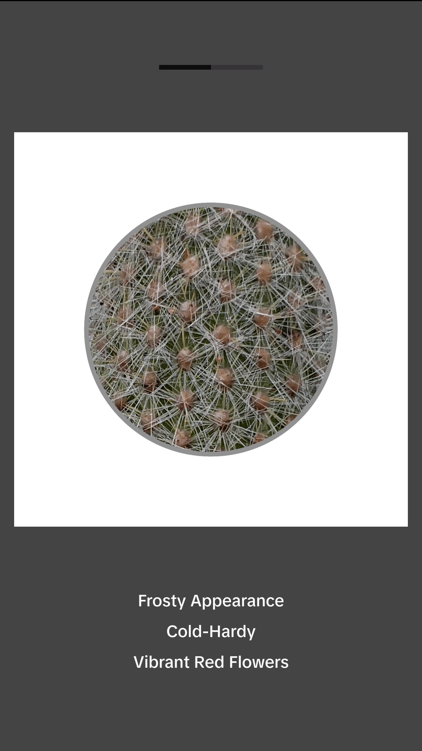 Silver Torch Cactus - Cleistocactus Strausii