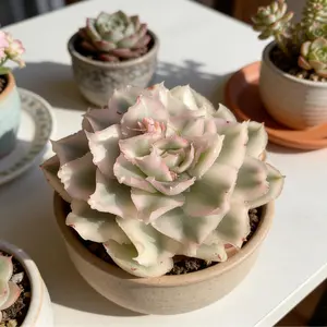 Echeveria ‘Purple Butterfly’ Variegata Live Succulent｜Rare Variegated Succulent｜Vibrant Purple｜Bare Root｜Easy Care｜Home Deco
