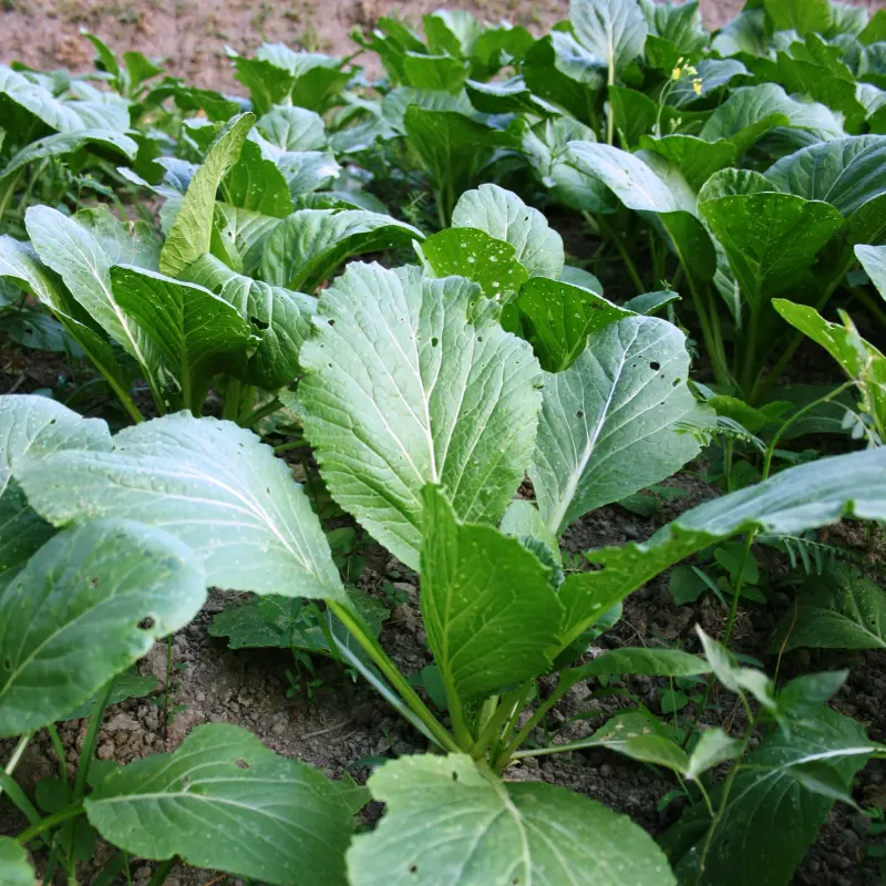 Hunter Forage Brassica Seeds (Brassica napus x rapa) Quick-growing hybrid perfect for rotational grazing. Delivers fast, high-protein forage with strong regrowth and disease resistance.