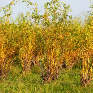 Gold Curly Corkscrew Willow Trees - Live Tree Cuttings - Branches and Leaves Curl Very Distinctly Grow Corkscrew Willow Trees