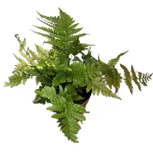 4” Rabbit Foot Fern