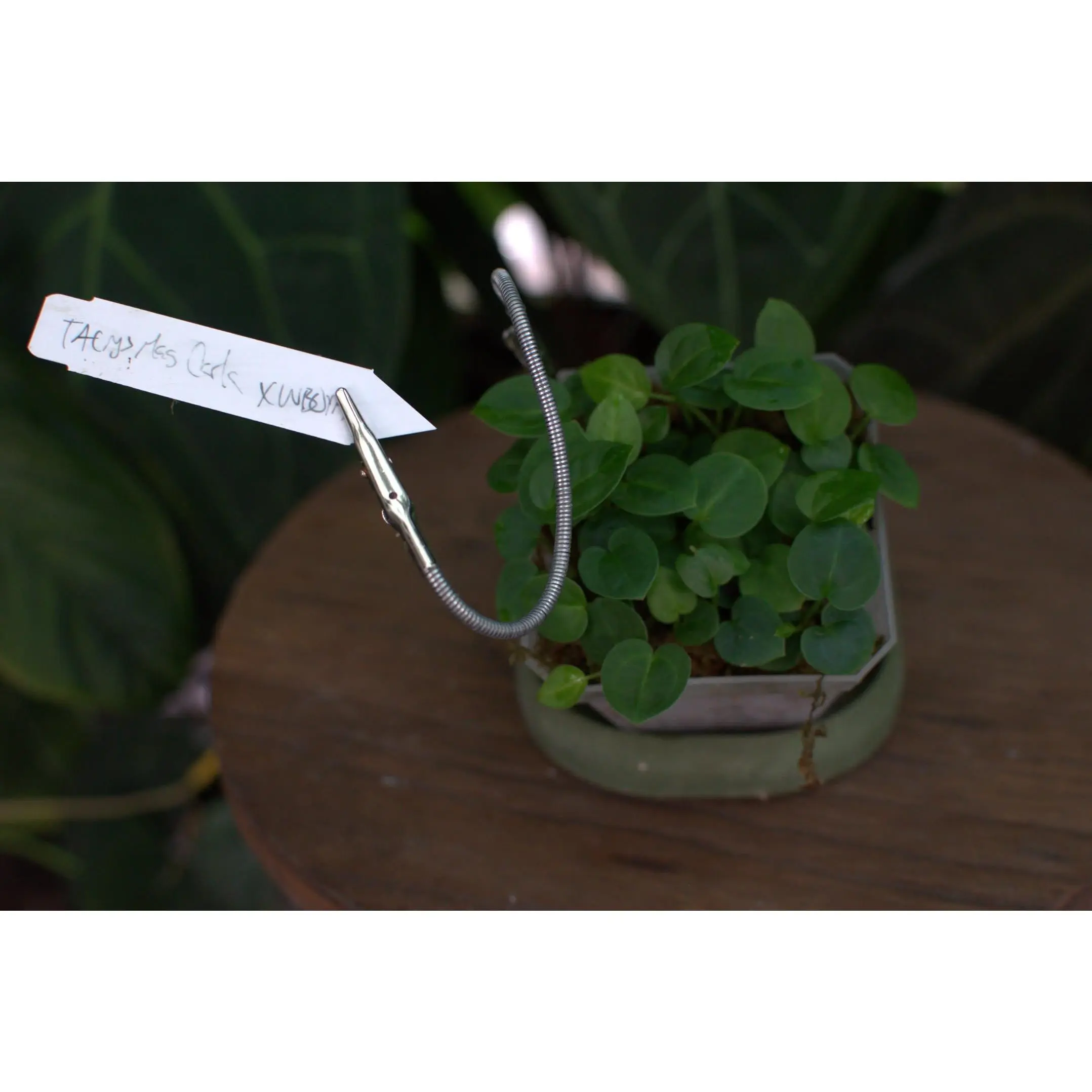 Anthurium [("Tim's crystallinum x magnificum") x carlablackaie] x "Wonder Boy A"