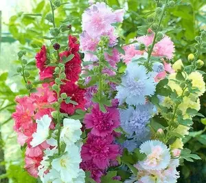 TomorrowSeeds - Summer Carnival Hollyhocks Seeds -  Alcea Rosea Garden Flower Rose Seed Plant Vegetable Seed NonGMO For 2024 Season
