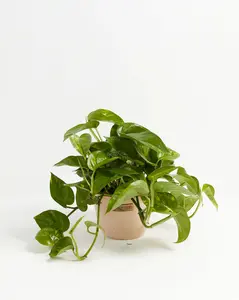 Medium Golden Pothos in Macadamia Eco Pot