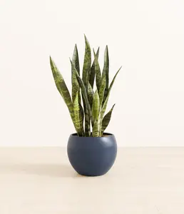 Green Snake Plant