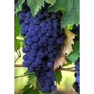 Seedless Concord Grapes