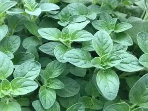 500+Italian Oregano Seeds(Origanum vulgare)Heirloom Healthy Tasty Pizza Herb USA