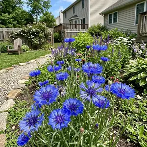 200 True Blue Cornflower Seeds - Bachelor's Button Wildflowers for Rustic Meadow Planting and Bee Friendly Habitats