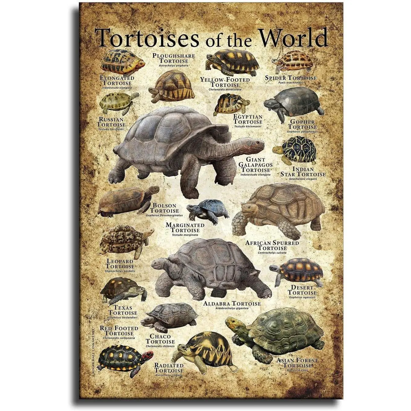 Vintage Tortoise Chart Knowledge Illustration Painting Canvas Wall Posters Decor Room Decoration Photo Ornaments Artistic Print