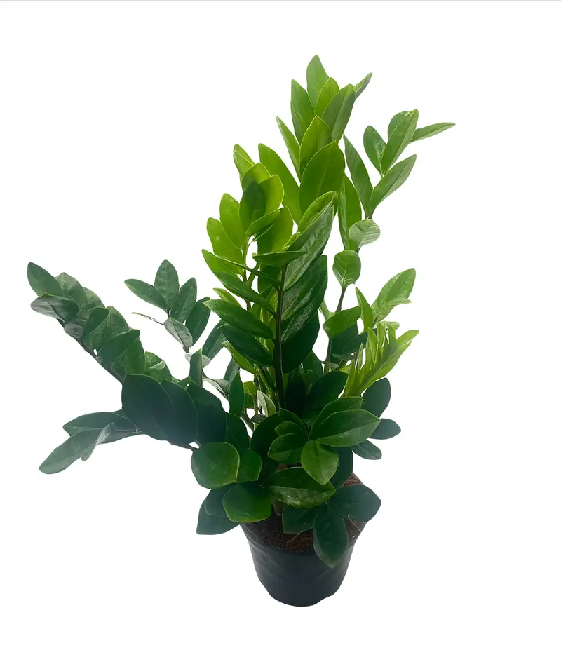 zz plant benefits at home - TikTok Shop