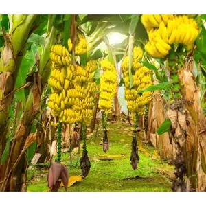 100 Seeds Dwarf Banana Tree Plant Seeds For Growing - Great Indoor Bonsai Plant, Grow Food Also Enhances The Beauty Of Your Garden Perfect For Garden Planting To Enhance Your Home Environment Attracts Pollinating Insects