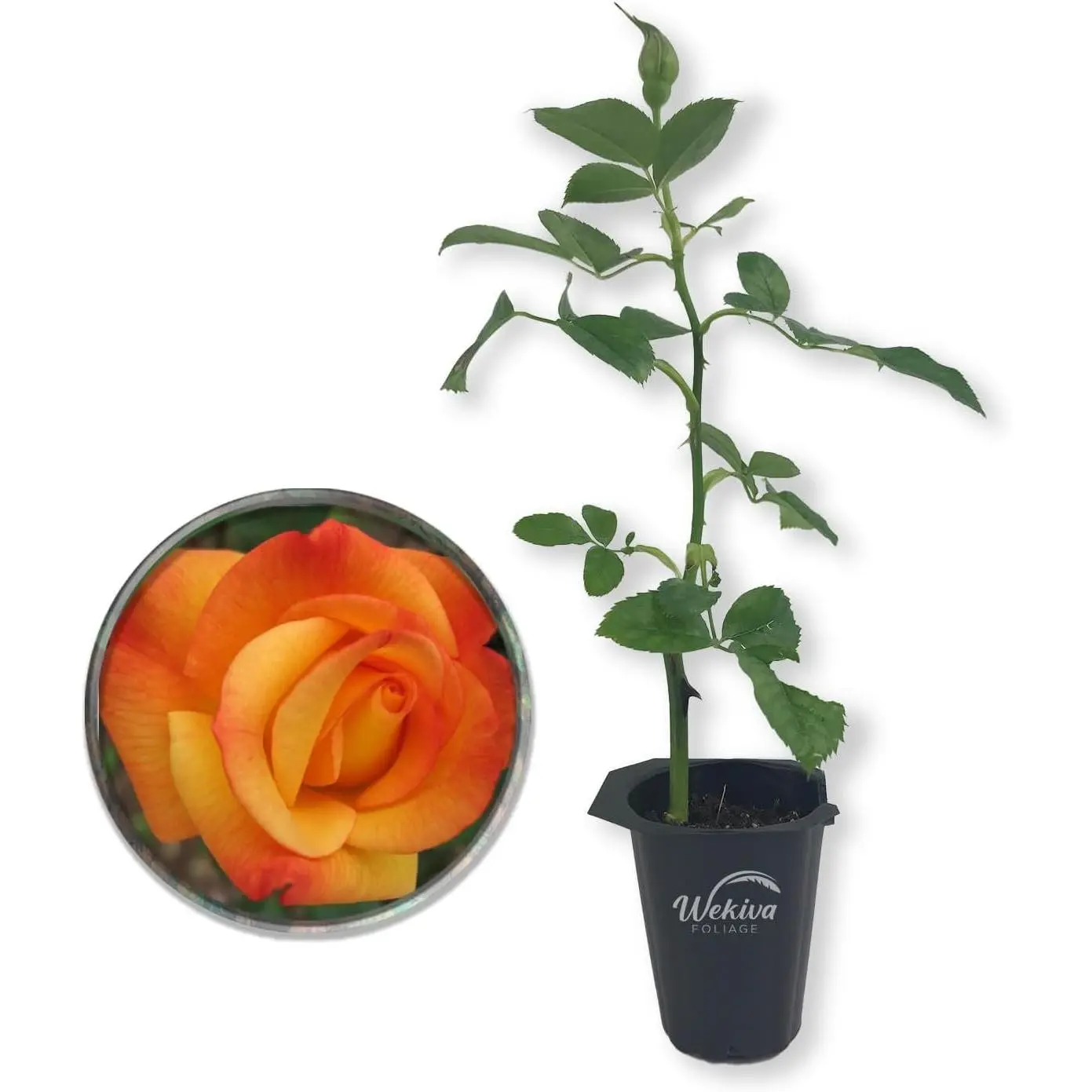 Rio Samba Rose Bush - Live Starter Plants in 2 Inch Pots - Beautifully Fragrant Heirloom Rose from Florida - A Versatile Beauty with a Rich Fragrance