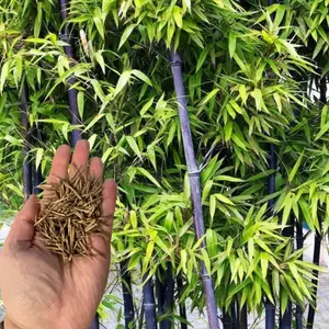 Bamboo 50 Purple Seeds - Eco-Friendly Bamboo Plant for Garden with Full Sunlight and No Fuss for Growing
