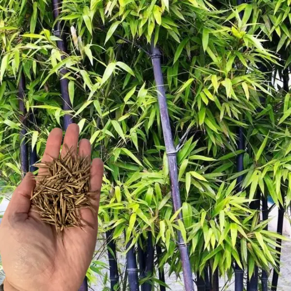 how to plant bamboo seeds - TikTok Shop