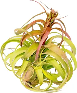 Large Air Plants - 1 Streptophylla Hybrid - 5 to 7 Inch Air Plant - Color & Form Varies by Season - 30 Day Guarantee on Tillandsia from The Drunken Gnome (1, Large 5-7")