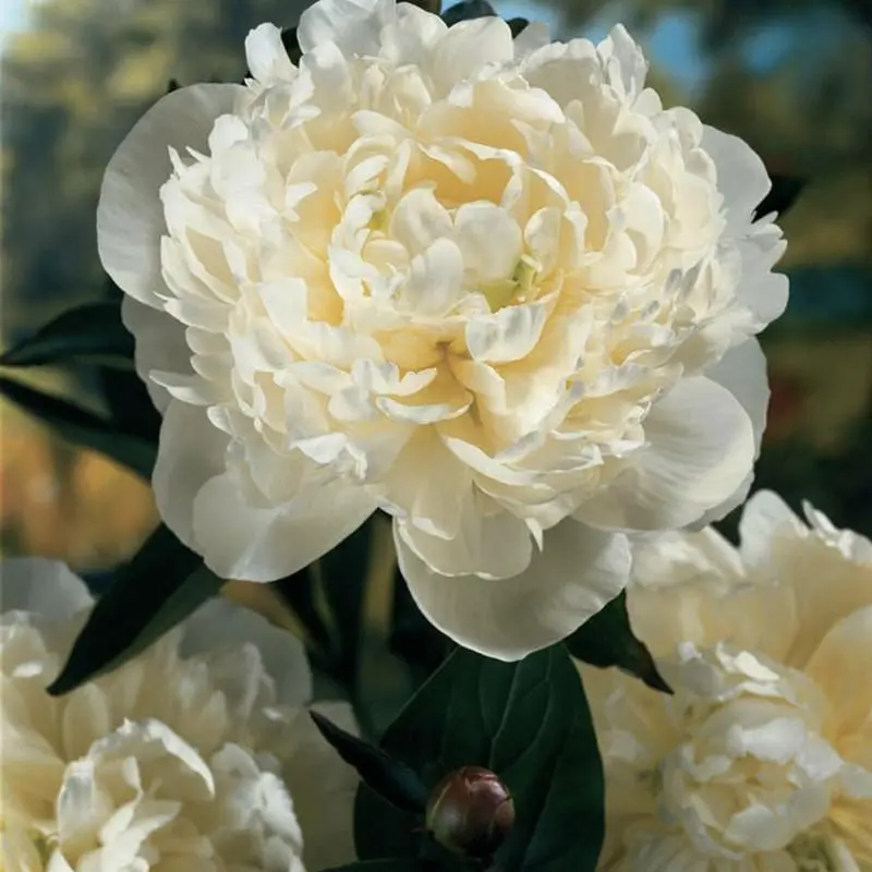 Duchesse de Nemours Peony