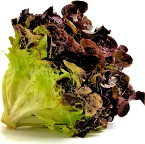 5000+Ruby Red Lettuce Seeds Non-GMO Vegetable Gardening and Microgreens Seeds, Great Home Garden Gifts, Heirloom Vegetable Gardening and Salad Vegetable Microgreens Seeds