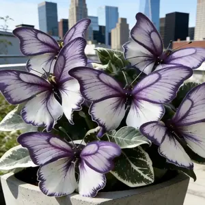 800PCS Hosta Seeds! One-of-a-kind Butterfly-shaped Foliage. Shade-loving perennial, ultra low-maintenance & foolproof to grow. Thrives in gardens, balconies or containers. Lush, eye-catching leaves effortlessly elevate your urban green space!