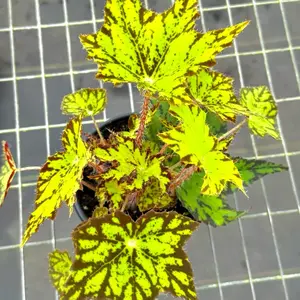 Begonia Geometry in 4” Pot Live Houseplants
