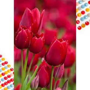 5D DIY Full Drill Round Diamond Painting - Diamond Painting Kit Red Tulip Mosaic Canvas DIY Wall Art, Home Wall Decoration