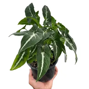 4" Pot Syngonium Wendlandii ‘Black Velvet’ – Indoor Live Plant, Rare Dark Velvet Leaves with Silver Veining, Compact Tropical Houseplant, Air Purifying, Beginner Friendly, Bright Indirect Light, Aesthetic Home Décor, Perfect Gift