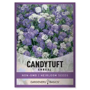 Annual Candytuft Flower Seeds