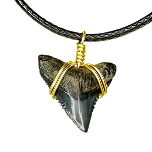 Ethically Sourced Shark Fossil Choker Necklace – Real Fossil Jewelry for Women aquarium