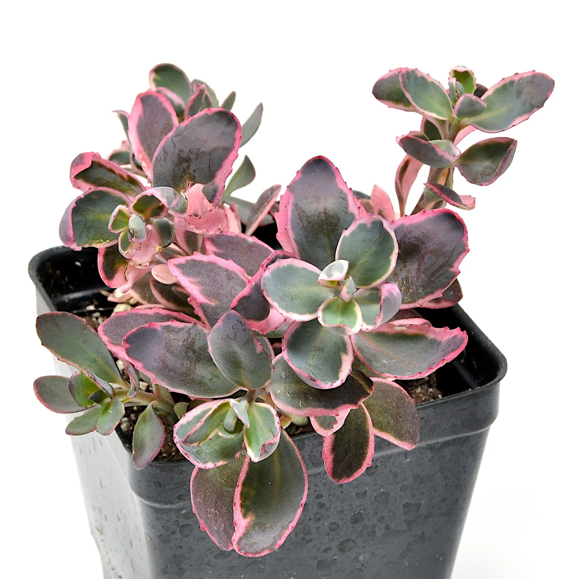 Sedum, Dream Dazzler, SunSparkler® Stonecrop
