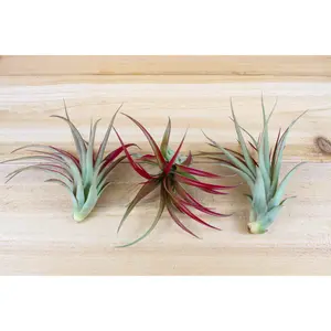 Large Tillandsia Red Abdita Air Plants / 5-6 Inches Tall [1, 3 or 5 Pack]