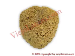 Sea Sponge