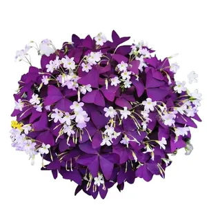 10 Bulbs Oxalis Triangularis Purple Shamrock Bulbs Lucky Lovely Flowers Bulbs for Planting